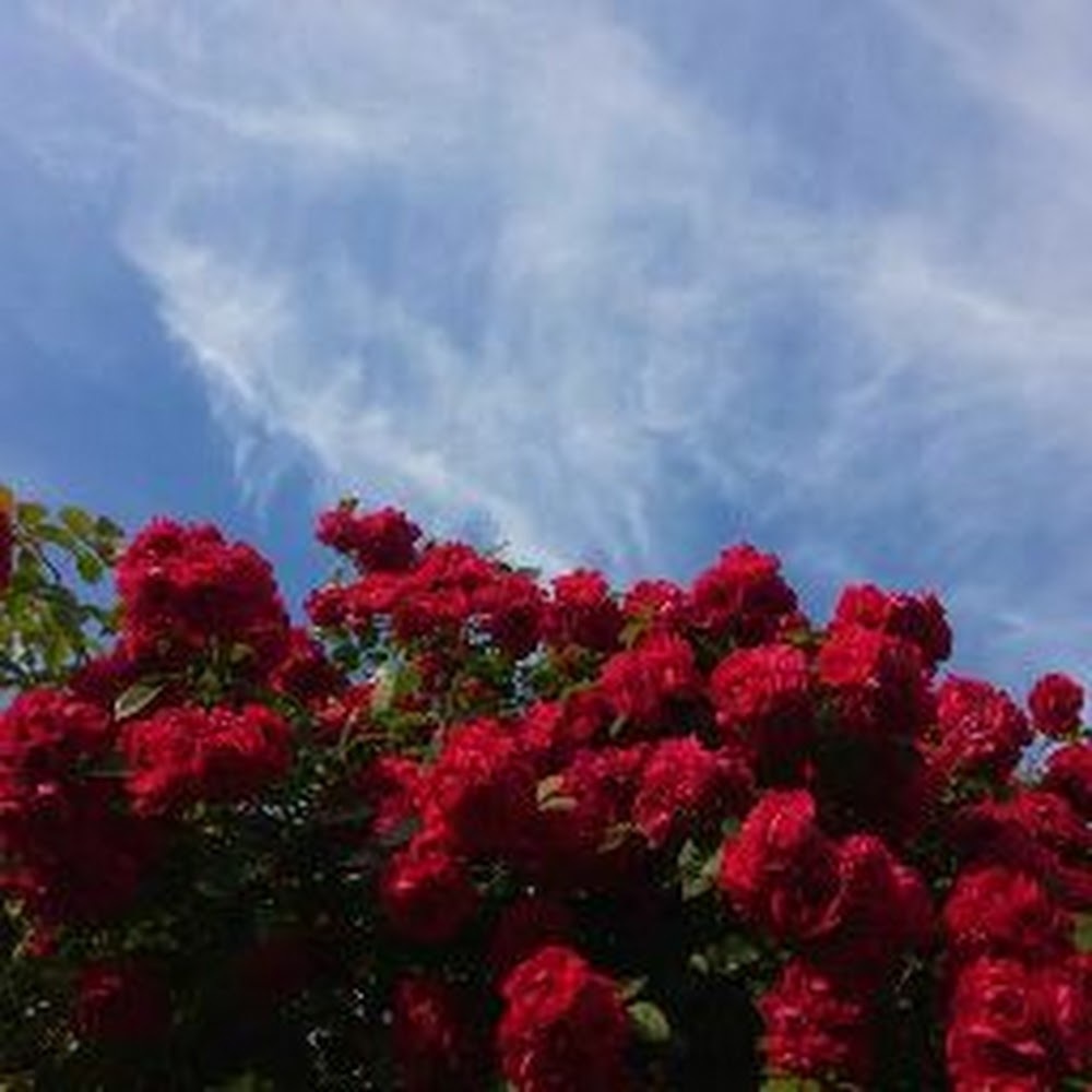 Meet your Posher, Kooky